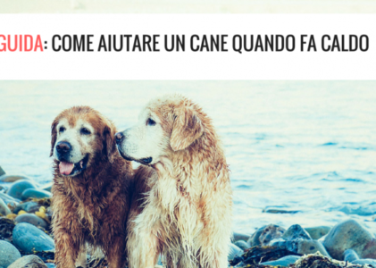 Come aiutare un cane quando fa caldo