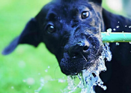 Consigli utili per proteggere il cane dal caldo