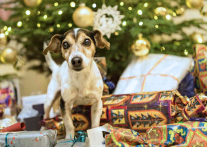 Buon Natale con fido cane senza sorprese, dieci consigli utili