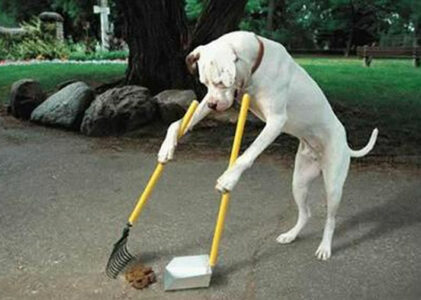 Un cane educato è un cane felice