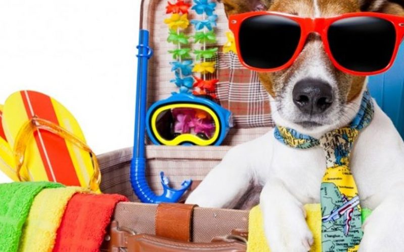 vacanza-con-cane