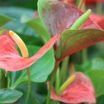 anthurium