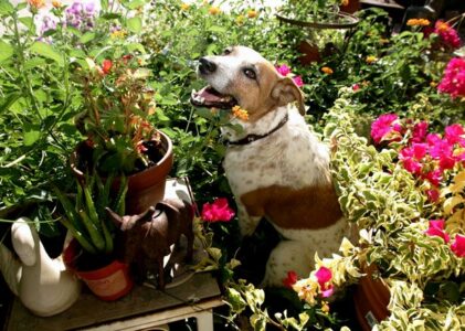 Piante tossiche per il cane