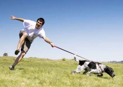 Il cane tira al guinzaglio e abbaia quando si incontrano persone e/o cani