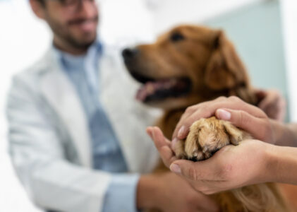 L’importanza della sterilizzazzione