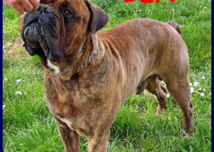 BEN splendido bullmastiff 5 anni favoloso con le persone