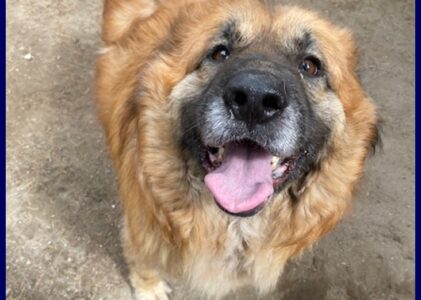 YOKO tenerissima orsacchiotta 3 anni simil bovara carattere meraviglioso