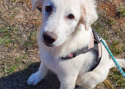 Texas, meraviglioso cucciolo di 4 mesi