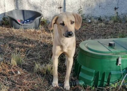 SCIROCCO cerca casa non vuole restare in canile