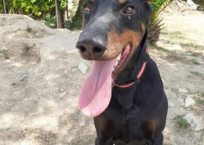 DEXTER doberman con forte carattere