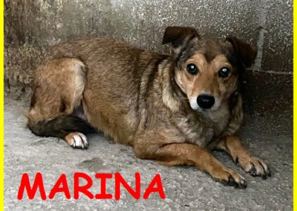 MARINA 7 anni di gabbia e tanta solitudine è rassegnata aspetta un miracolo