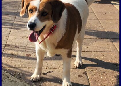 SNOOPY simil beagle 5 anni carattere meraviglioso