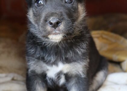 FELIX 4 mesi di amore in Lombardia