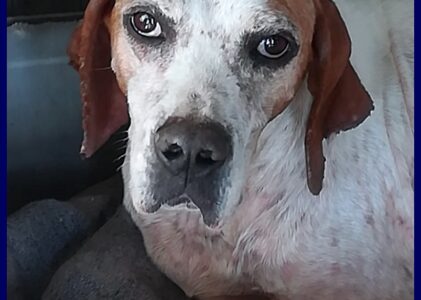 INTER simil pointer 2 anni recuperato in brutte condizioni ora è pronto per una famiglia