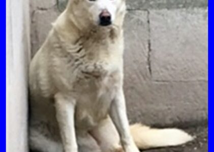 NEVE mix labrador bella e spaventata merita una famiglia