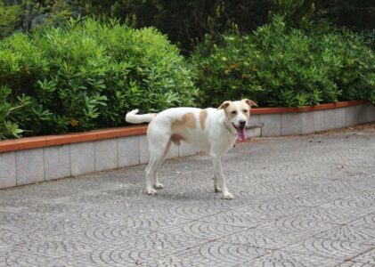 TOBY, il dolce cucciolone che cerca te