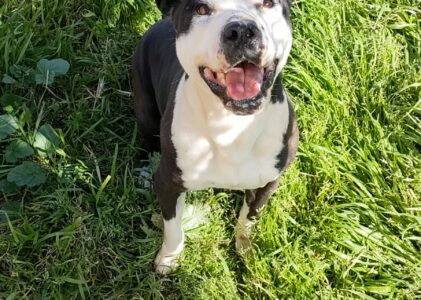 Amstaff Guancho cerca casa!