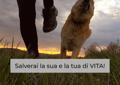 ADOTTA UN CANE, SALVERAI la sua e la tua di VITA!