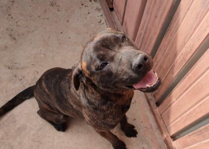 Atena dolcissima cagnolina cerca casa