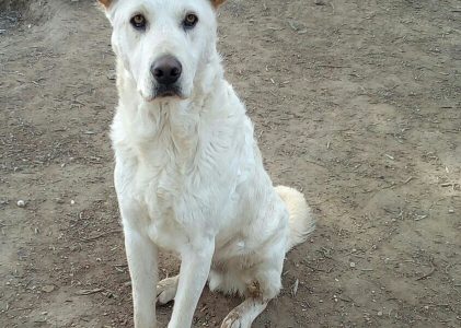 ROCKY voglio una famigliaaaa!!!