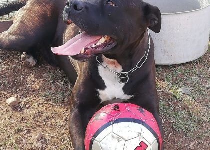 KING, incrocio corso Pitbull in adozione