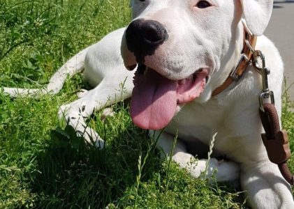 MAYTA ,dogo argentino SORDA cerca casa