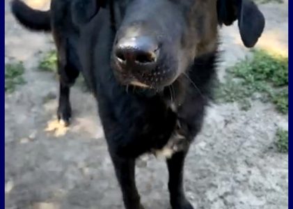 SMOG simil labrador 3 anni pacioccone e remissivo