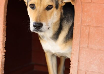 Cucciolone solo 11 mesi