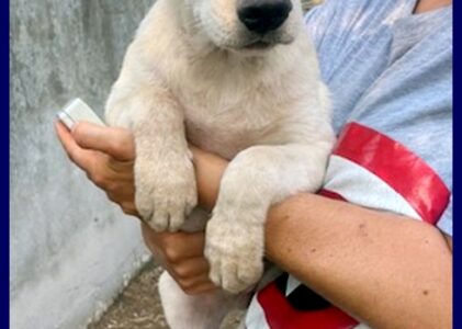 ANEMONE cucciolotto 5 mesi simil labradorino in gabbia con i fratellini