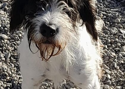 Polpot: bellissimo incrocio lagotto da adottare