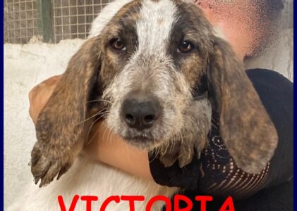 VICTORIA cucciolotta 5 mesi simil segugia a pelo forte