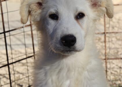 Cucciolo salvato da una volontaria