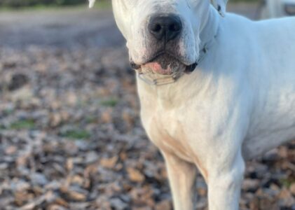 UMA giovane dogo argentino bella e potente