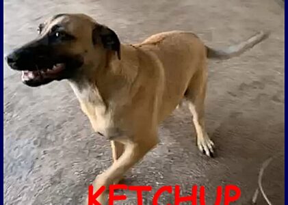 KETCHUP cucciolo 8 mesi ancora in canile