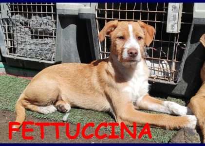 FETTUCCINA cucciola 4 mesi aspetta una mamma