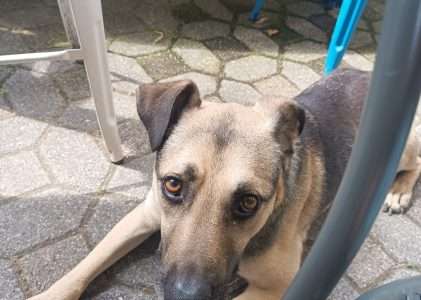 Tango, cane dolcissimo, meticcio a Milano