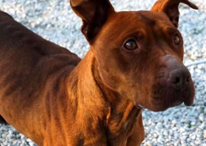 GIULIA, razza Pitbull sfruttata per cucciolate