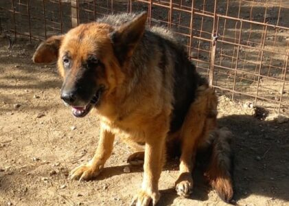 cagnolona dagli occhi un poco tristi e rassegnati