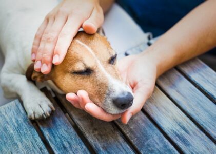 Come far vomitare un cane in caso di emergenza