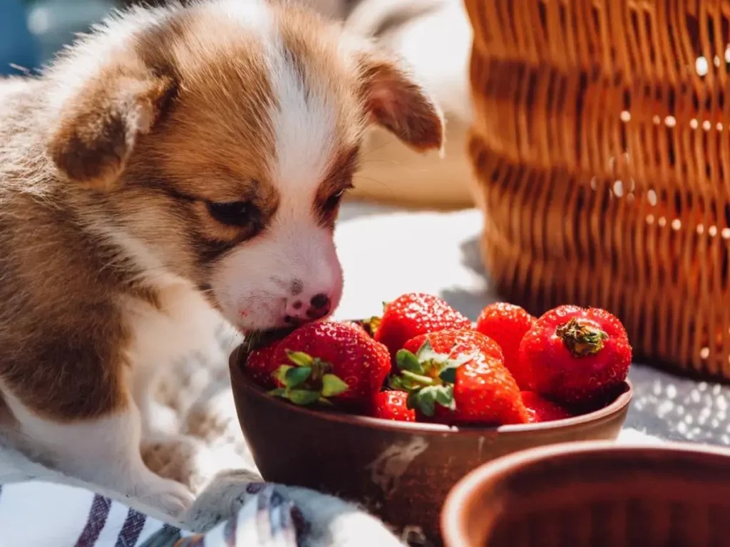 fragole al cane