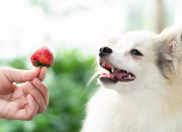 fragole al cane