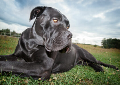 Cane Corso: Guida all’educazione e gestione per un’adozione responsabile