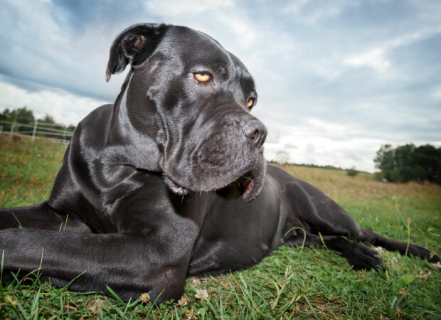 Cane corso italiano