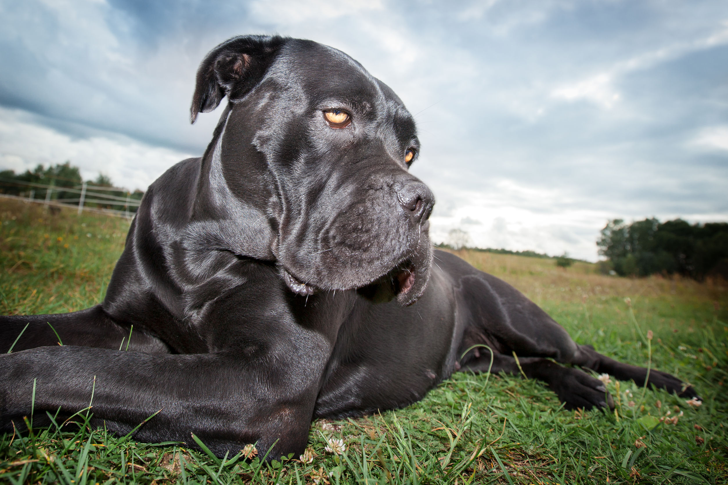 Cane corso italiano